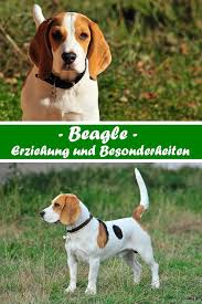 Hallo, ich würde mir gerne einen beagle anschaffen, hatte vorher noch nie einen hund und lebe in einer wohnung (also kein haus mit garten) im internet habe ich jetzt aber gelesen, dass man nen garten haben sollte und am besten auch kein anfänger sein sollte. Pin Auf Alles Uber Hunde Infos Rund Um Den Hund