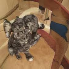 Do electric neural nets dream of anime shows? These Cats Do Not Exist