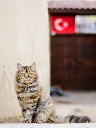 Foto Aziz Mahmut Ozcan Turkiye Yavru Kediler Kedi