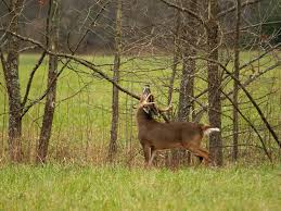 How Moon Phases Will Impact Deer Hunting During The Rut This