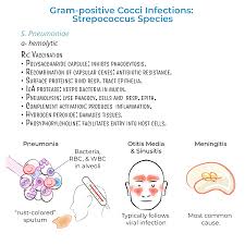 Image result for Streptococcus