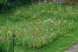 Blumeninsel Im Garten Anlegen Blumen Wiese Blumenwiese Anlegen Blumenwiese