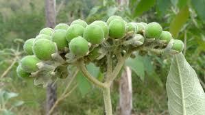 Image result for Solanum mauritianum
