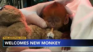 13:57 edt, 28 july 2014 Francois Langur Baby Monkey Quy Bau Is 1st Birth Of Its Species At Philadelphia Zoo Abc7 Chicago