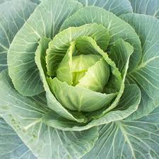 The dark green leafy vegetable, a member of the cabbage family, is an excellent source of vitamins a and c, as well as thiamine, niacin and riboflavin. Vates Collards Seeds 1 Oz Heirloom Microgreens Collard Greens Vegetable Gardening Seeds Slow Bolt Frost Resistant Walmart Com Walmart Com