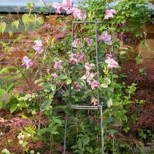 Image result for Jasminum beesianum