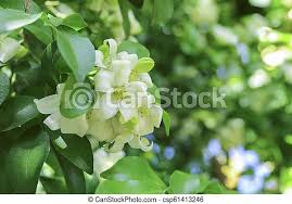 The center of diversity is in southern china and southeast asia. Murraya Paniculata White Flower Of Orange Jessamine Canstock