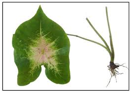 Image result for Monochoria africana