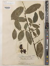 Image result for Huberantha