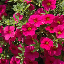 Image result for foto Million Bells