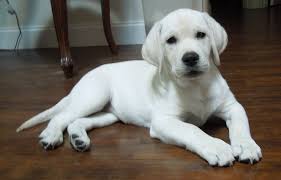 Collection by snowy pines labradors. Pin On White Lab Breeders