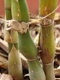 Image result for Bambus 1971 Wartburg