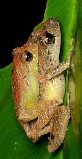 Black And Yellow Frog Animal Crossing Yellow Thighed Rain Peeper Pristimantis Parvillus Amphibians Frog And Toad Frog