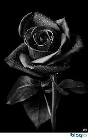 Post Black Rocks Black Rocks Blackrocks Post Black Rocks Black Rocks Blackrocks The In 2020 Black Roses Wallpaper Black And White Roses Black Rose Flower