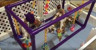 Puppy Play Yard Puppy Play Diy Puppy Toys Puppies And Kitties