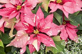 Gorgeous New Poinsettia Varieties To Keep Holiday Spirits Bright Sunset Poinsettia Flower Poinsettia Poinsettia Care