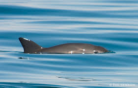 We did not find results for: Vaquita Iucn Ssc Cetacean Specialist Group