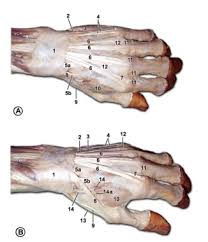 Image result for Hand Anatomy