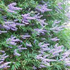 Maybe you would like to learn more about one of these? 21 Of The Prettiest Flowering Shrubs For Hedges Flowering Shrubs Flowering Bushes Flowering Trees