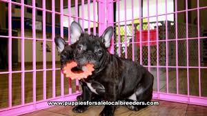 Find french bulldog in dogs & puppies for rehoming | find dogs and puppies locally for sale or adoption in toronto (gta) : Puppies For Sale Local Breeders Brindle French Bulldog Puppies For Sale Georgia Local Breeders Gwinnett County Ga At Lawrenceville Puppies For Sale Local Breeders