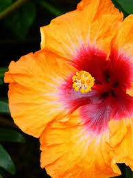 Image result for Hibiscus kirkii