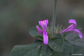 Image result for Dicliptera sp. C