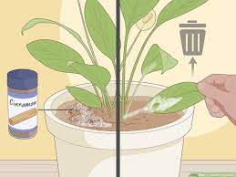 We present everything you need to know about cultivation and care spathiphyllum. How To Care For Peace Lilies 15 Steps With Pictures Wikihow
