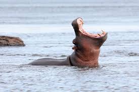 File:Hippopotamus in the Zambezi.jpg - Wikimedia Commons