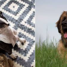 Schauen sie sich diese schätze an, lesen sie ihre geschichte und finden ihren neuen partner fürs leben! Welthundetag 2018 Wir Suchen Die Schonsten Fotos Von Den Hunden Unserer Leser Tiere