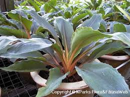 Image result for Chlorophytum Amaniense