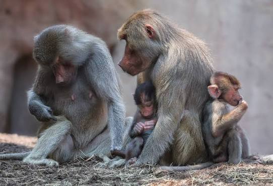 Watching hamadryas baboons with babies at the San Diego Zoo