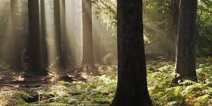 Bedfords Forest Bathing