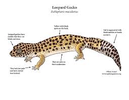 Crested gecko tree coloring pages. Gecko Leopard