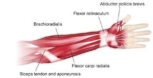 Activities such as lifting weights or heavy boxes require brute strength from the muscles of the arm. Skeletal Muscle Review