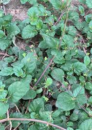 Image result for Boerhavia diffusa