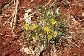 Image result for Geigeria