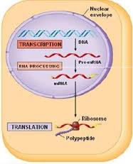 Science Daily Sintesis Protein