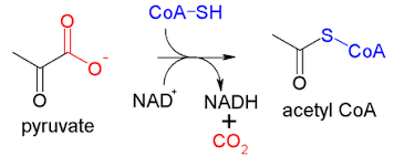 Its main function is to convey the carbon atoms within the acetyl group to the citric acid cycle (krebs cycle) to be oxidized for energy production. Acetyl Coa Wikiwand