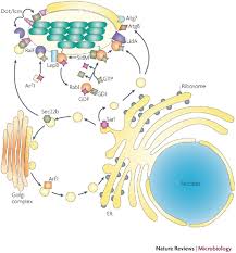 Image result for Legionella