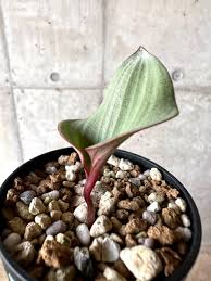 Image result for Eriospermum mackenii