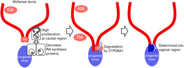 In males they are largely suppressed. Elongation Of Mullerian Ducts And Connection To Urogenital Sinus Determine The Borderline Of Uterine And Vaginal Development Sciencedirect