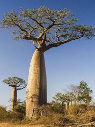 Image result for Adansonia digitata