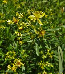 Image result for Hypericum quartinianum