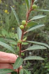 Image result for Clutia swynnertonii