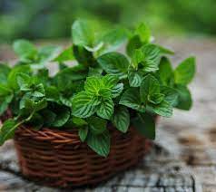 Basic care for growing mint indoors keep the growing substrate/soil moist. Mint Planting Growing And Harvesting Mint Plants The Old Farmer S Almanac