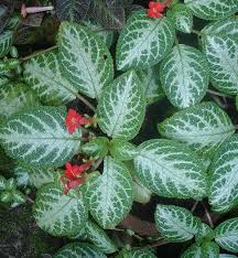 Plant Leaves Image By Everdineone Kambey On Episcia Plants Garden