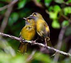931 藪鳥牽伴 pet birds fish gallery beautiful birds