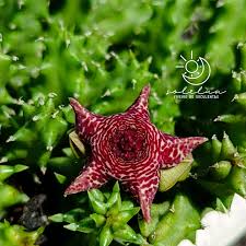 Image result for Piaranthus atrosanguineus