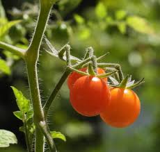 Image result for Solanum