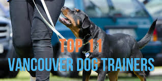 Obedience training usually starts at the age of six months and teaches a dog things like immediately coming when called and behaving while off leash. Top 11 Vancouver Dog Trainers Ranked Release The Hounds